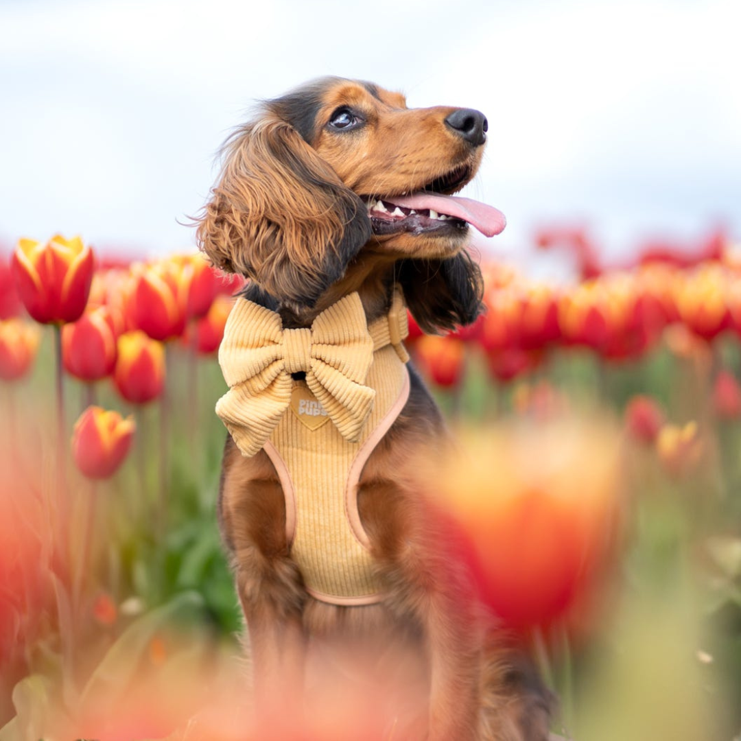 Daffodil Cord Dog Harness