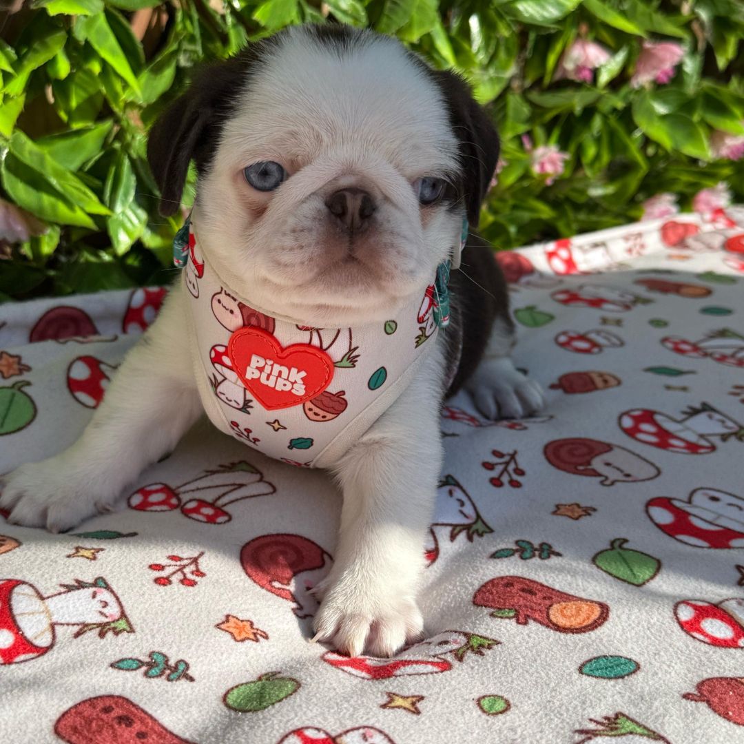 Woodland Whimsy Dog Blanket