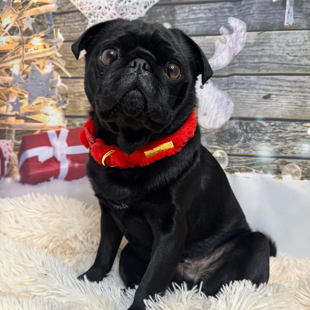 Winter Berry Plush Collar - Pre-order