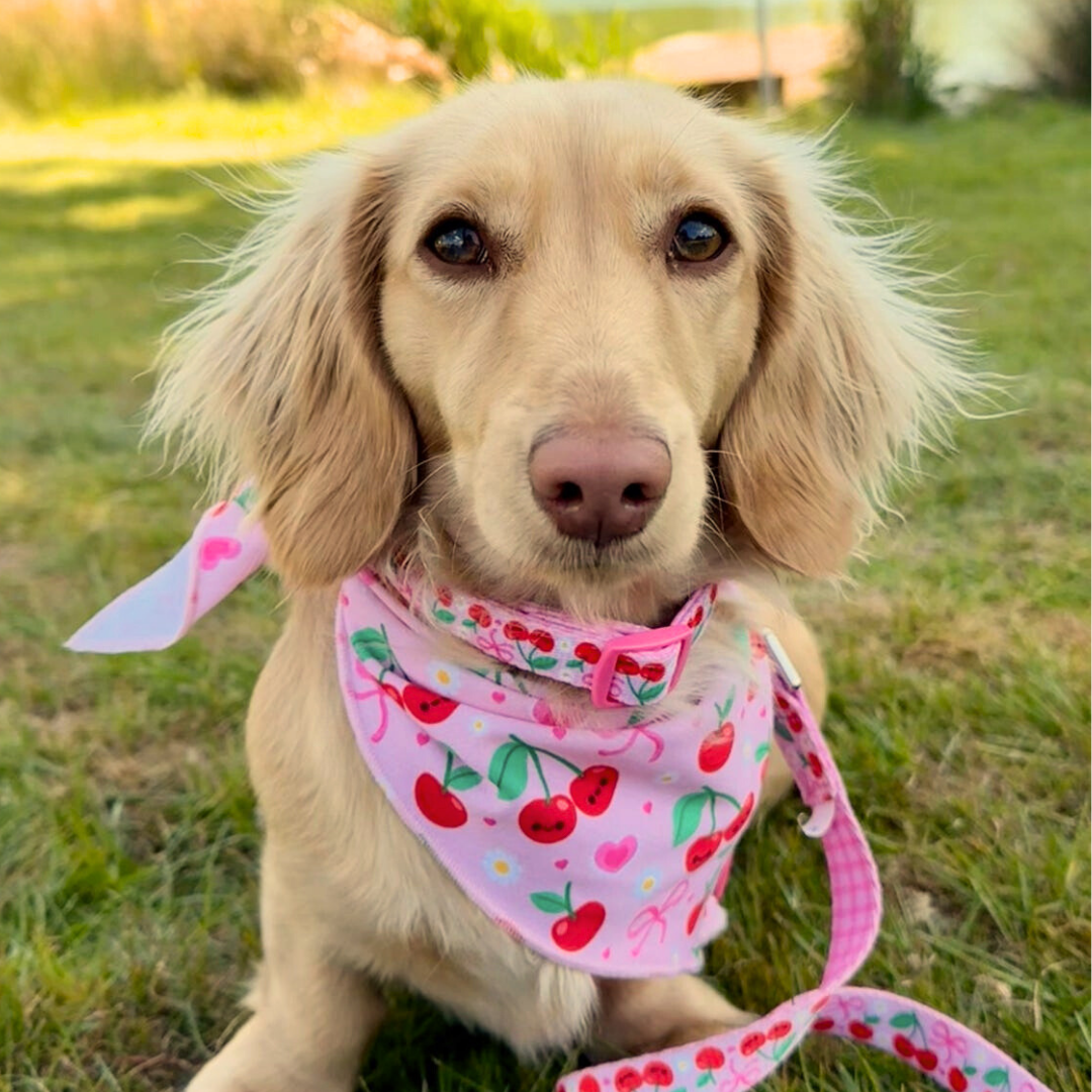 Sour Cherry Cooling Dog Bandana
