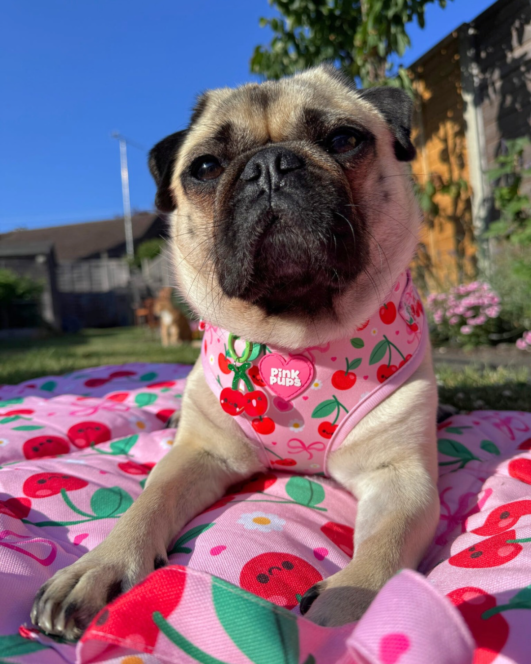 Sour Cherry Cooling Harness