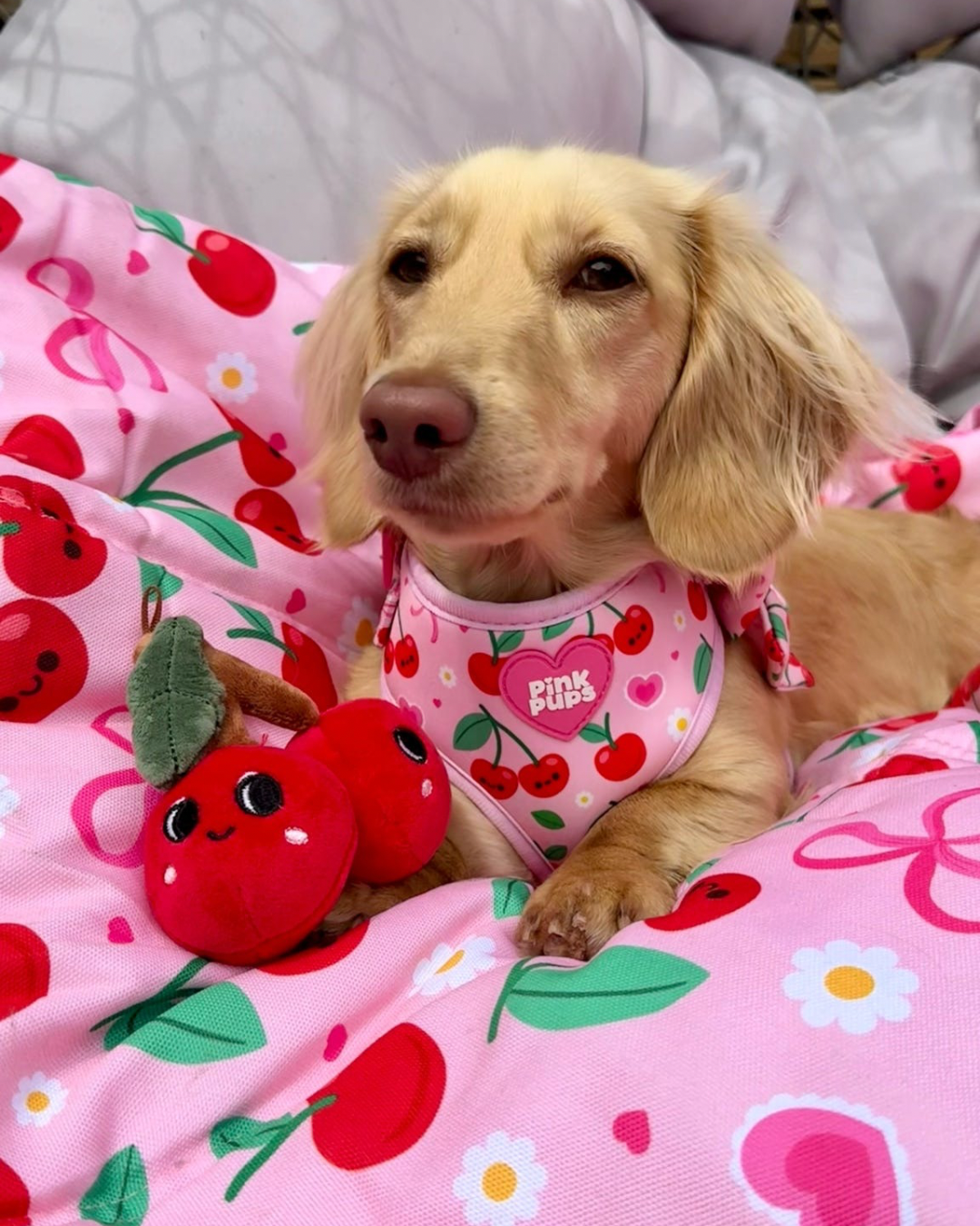 Sour Cherry Cooling Harness