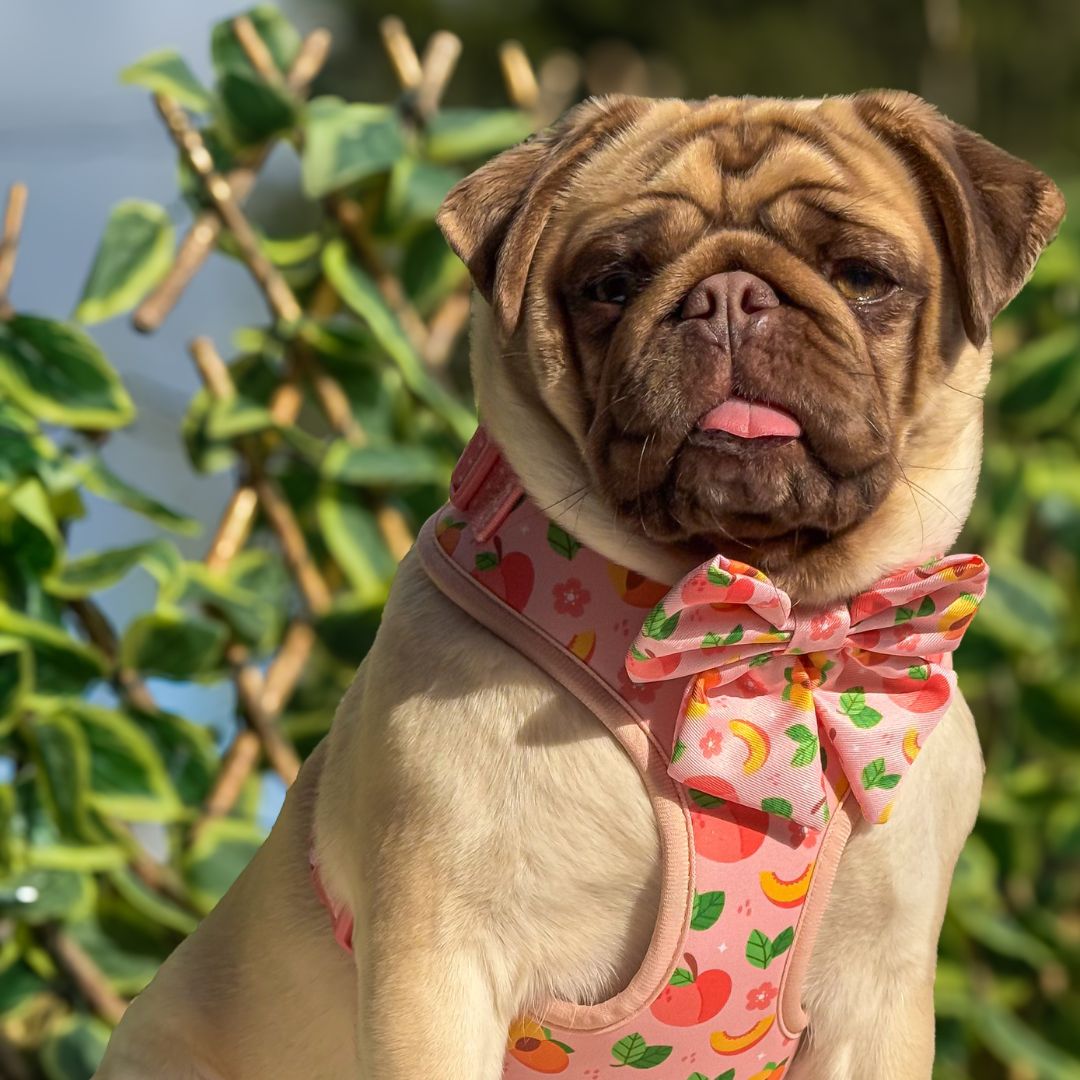 Just Peachy Sailor Bow Tie