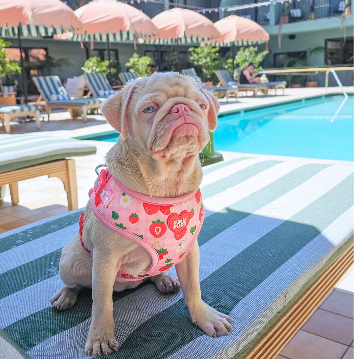 Strawberry Fields Dog Harness