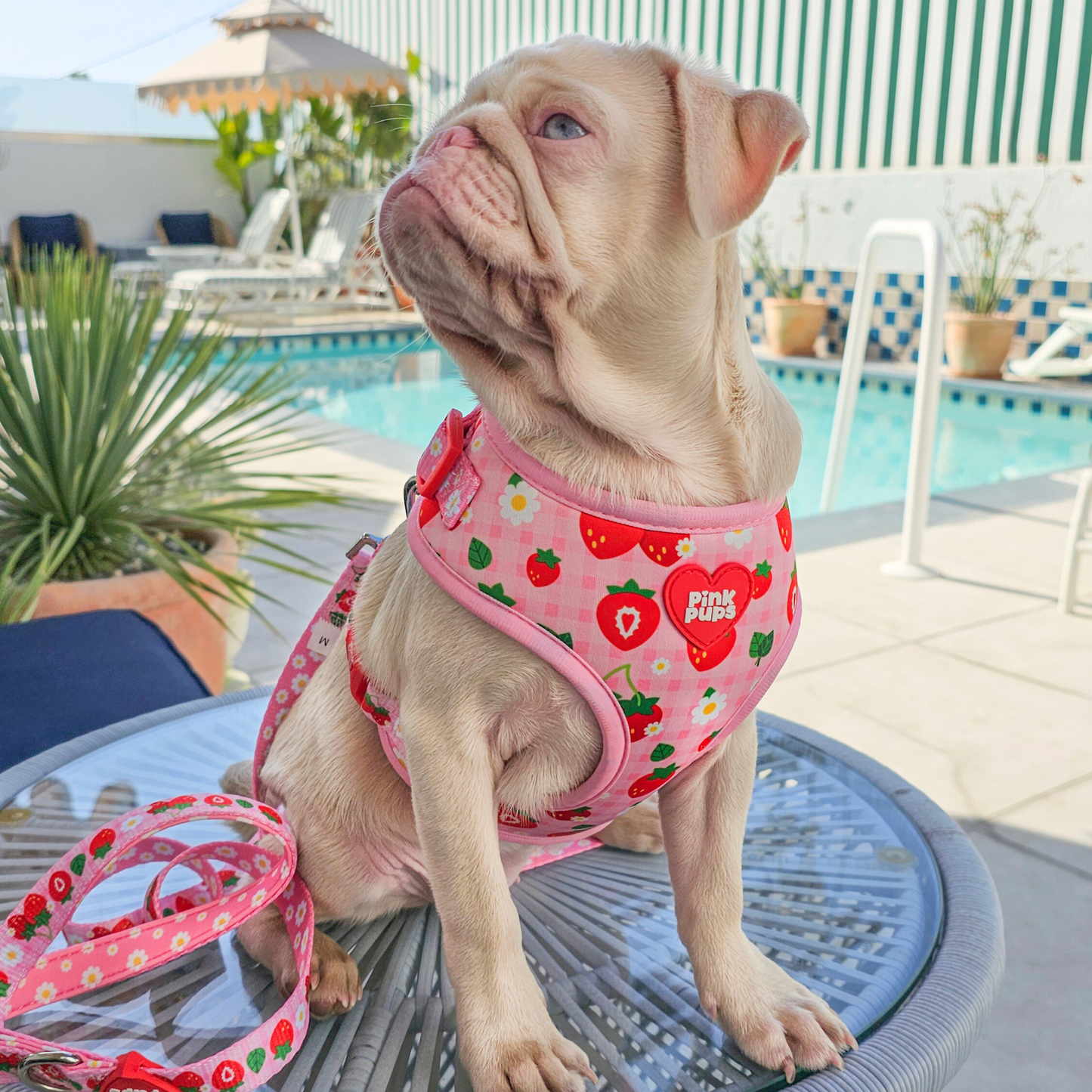 Strawberry Fields Dog Harness
