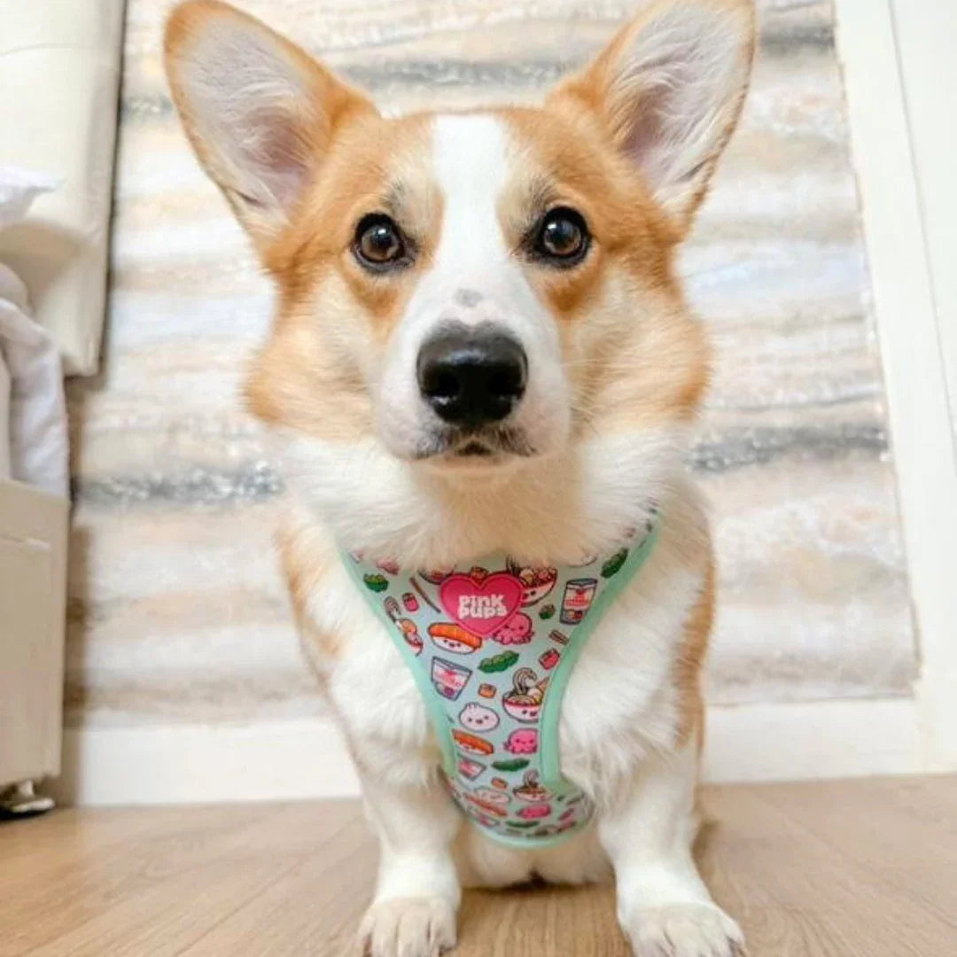 Dumpling Dog Harness
