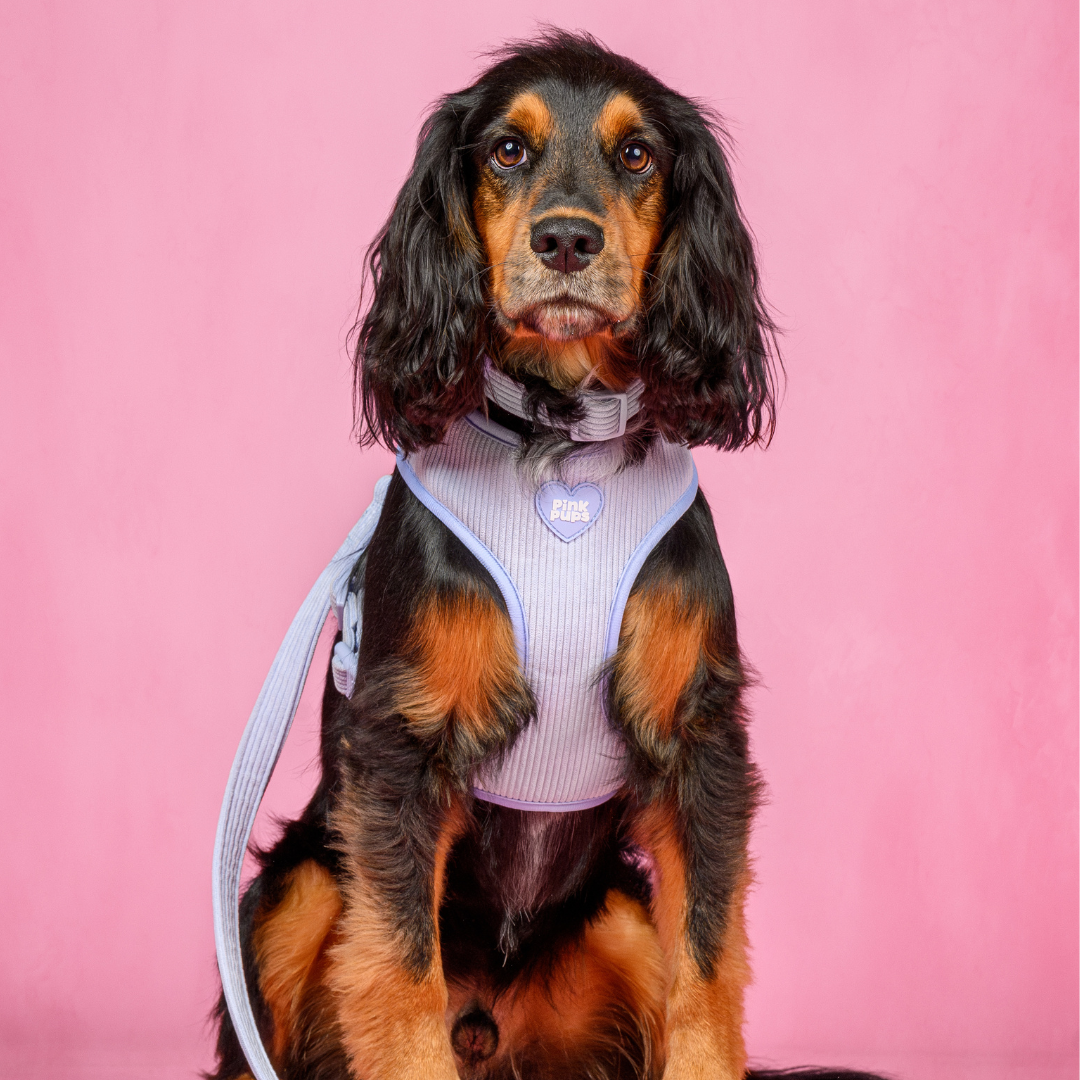 Bluebell Cord Dog Harness
