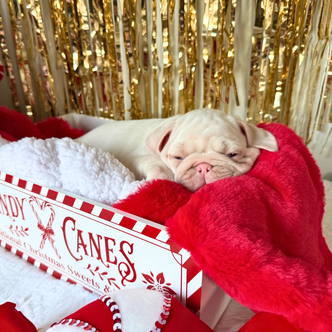 Winter Berry Plush Blanket: Pre-Order