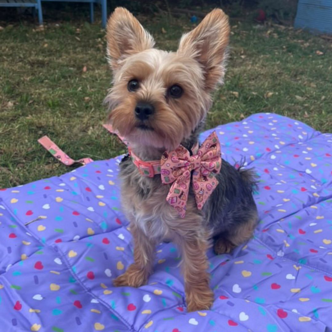 Summer Snack Dog Travel Mat