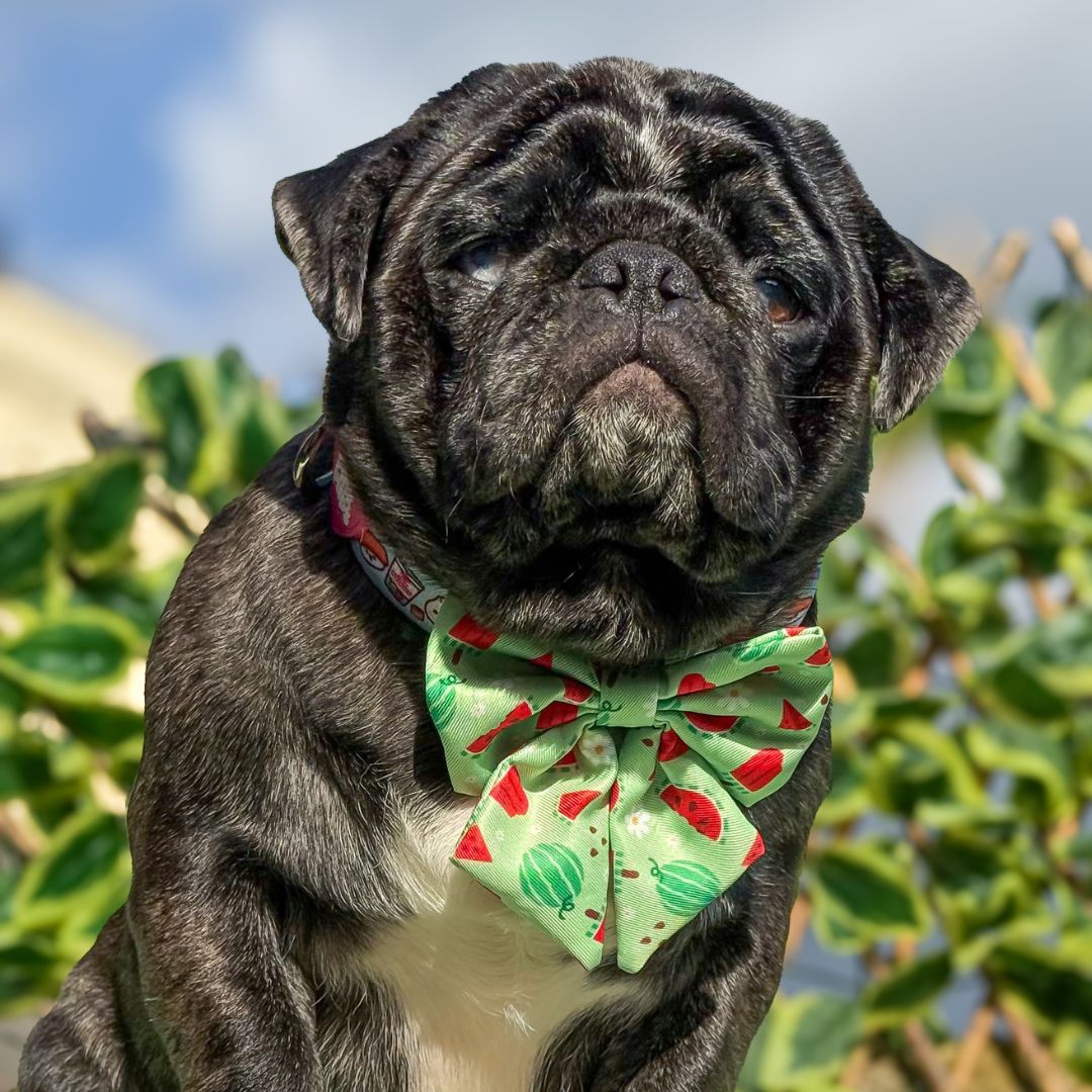 Watermelon Sailor Bow Tie