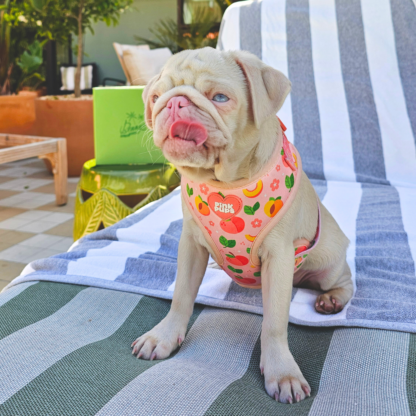 Just Peachy Dog Harness