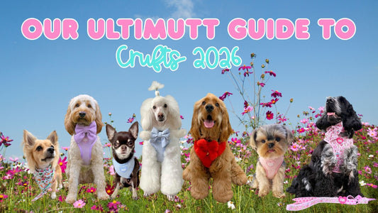 🎀 Pink Pups Ultimutt Crufts Guide: Everything to Know Before You Go