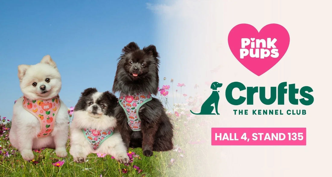 Pink Pups at Crufts 2025: A Dream First Year!