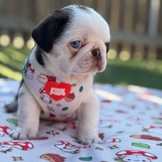 Woodland Whimsy Dog Blanket