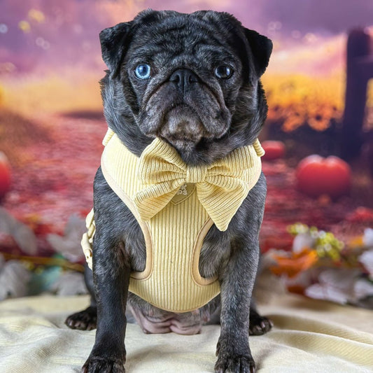Vanilla Latte Sailor Bow Tie