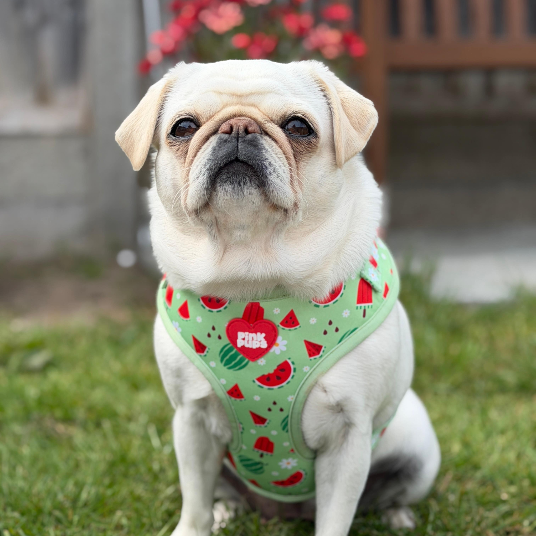 Watermelon Burst Dog Harness