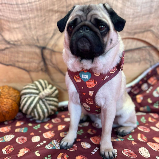 Pupkin Spice Latte Dog Blanket