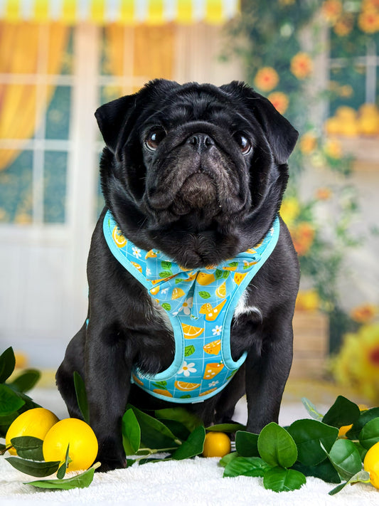 Fresh Lemonade Dog Harness