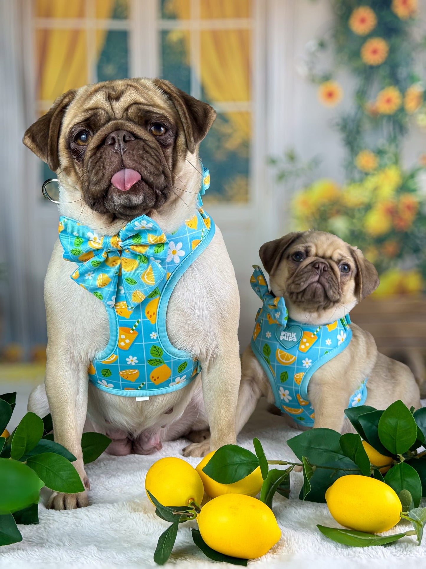 Fresh Lemonade Dog Harness
