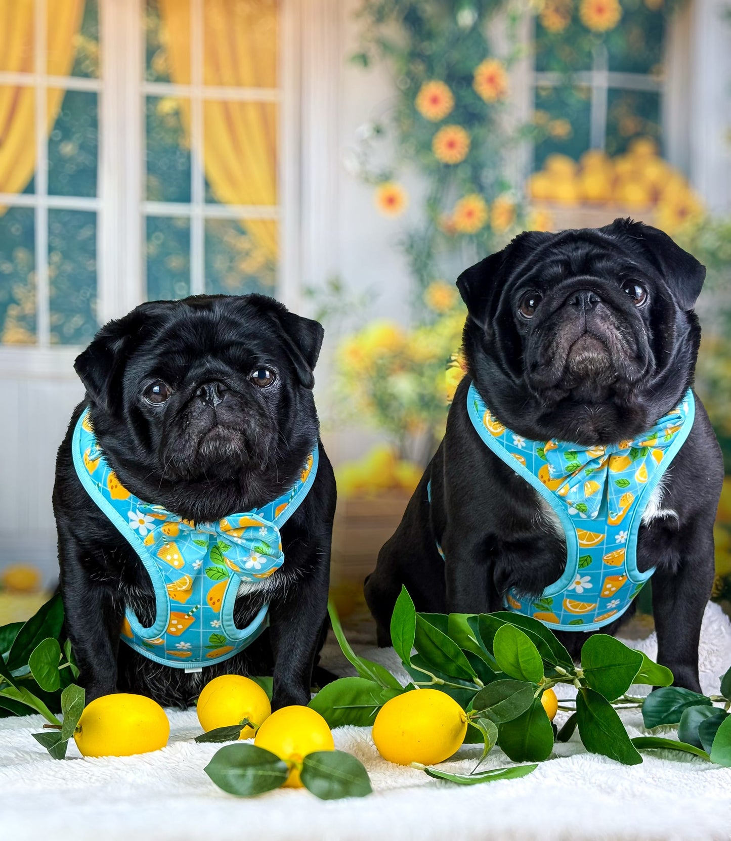 Fresh Lemonade Dog Harness