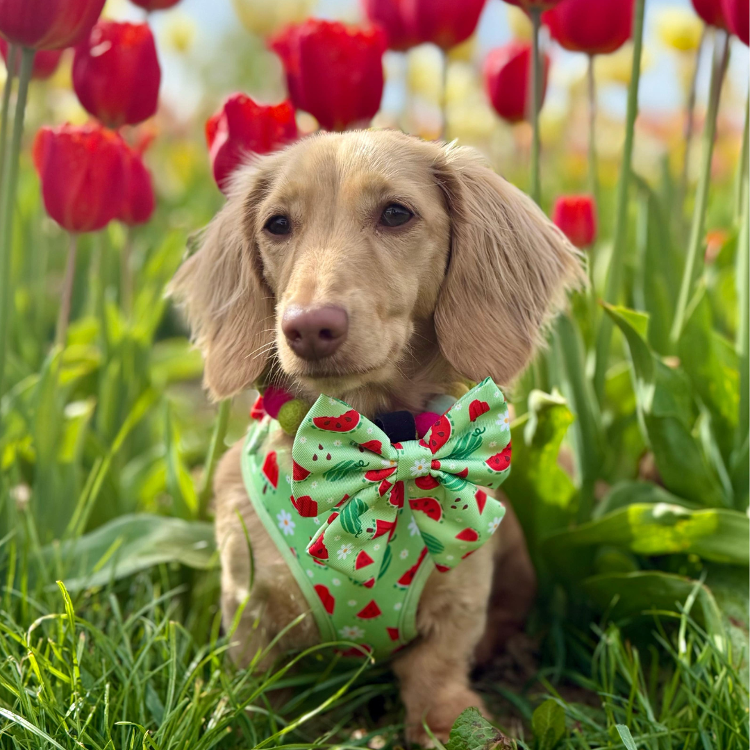 Watermelon Burst Dog Harness
