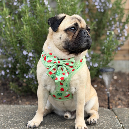 Watermelon Burst Dog Harness