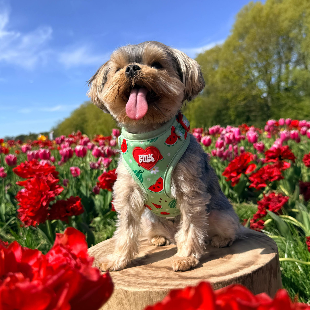 Watermelon Burst Dog Harness