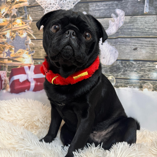 Winter Berry Plush Collar - Pre-order
