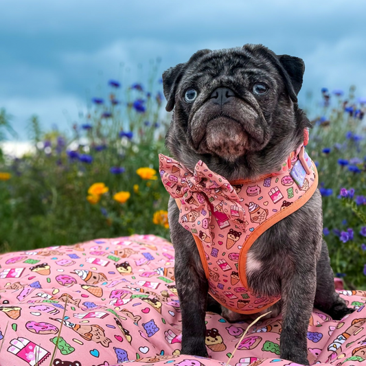 Summer Snack Dog Blanket