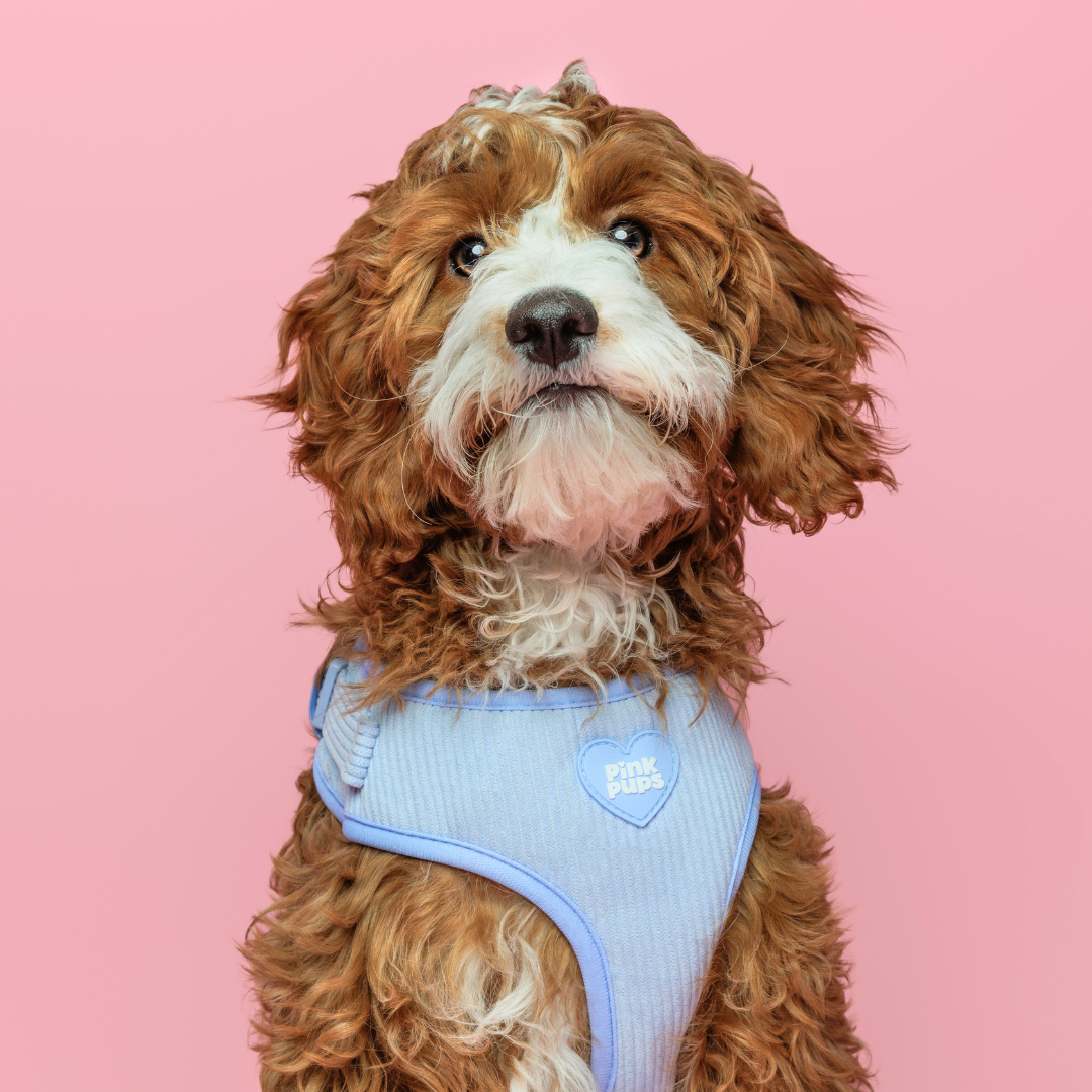 Bluebell Cord Dog Harness