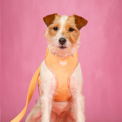 Daffodil Cord Dog Harness