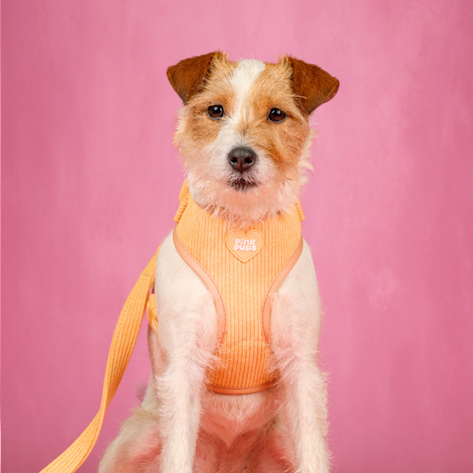 Yellow Cord Dog Harness