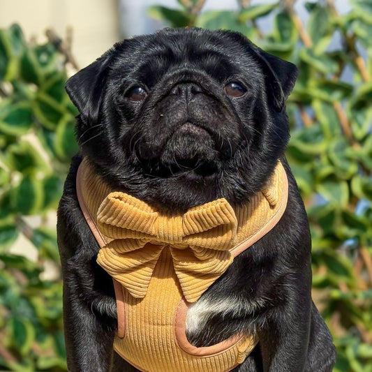 Daffodil Corduroy Sailor Bow Tie