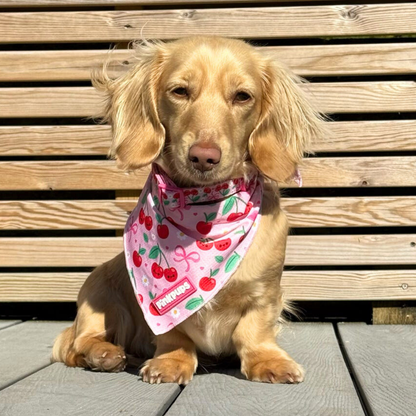 Sour Cherry Cooling Dog Bandana