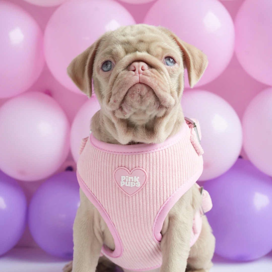 Blush Corduroy Dog Harness