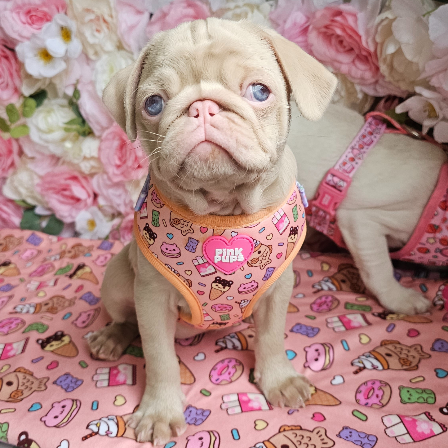 Summer Snack Dog Harness