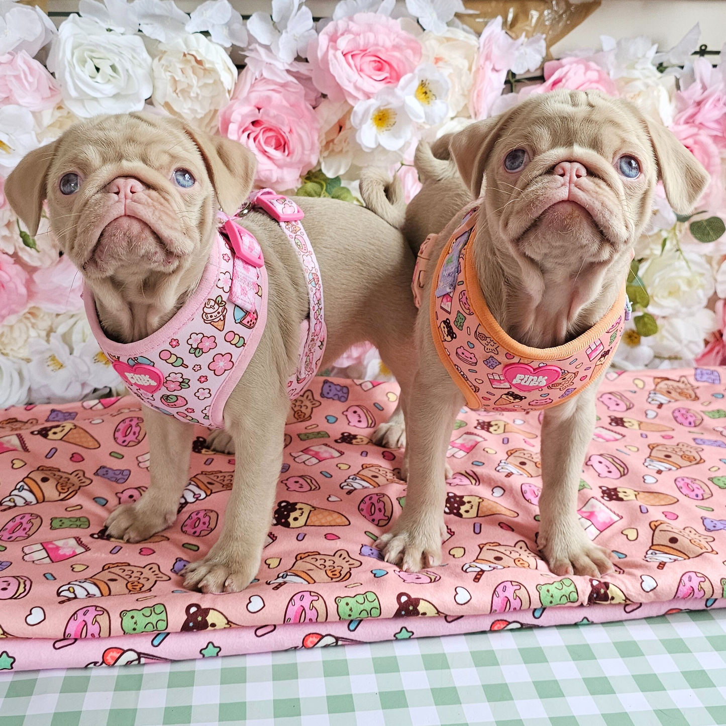 Summer Snack Dog Harness