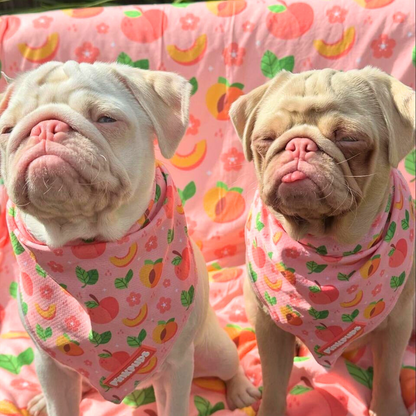 Just Peachy Cooling Dog Bandana