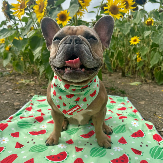 Watermelon Dog Blanket