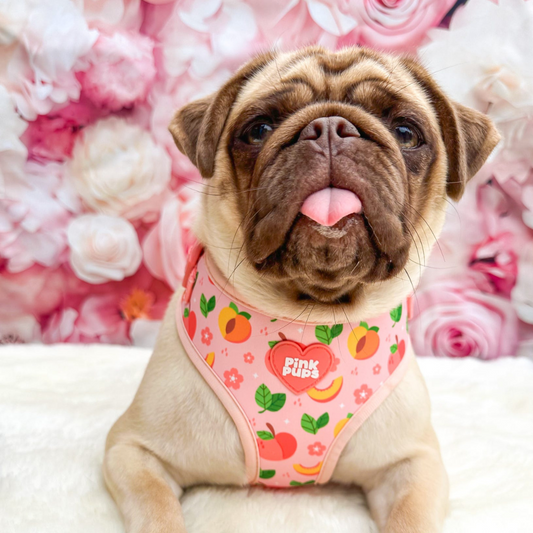 Just Peachy Dog Harness
