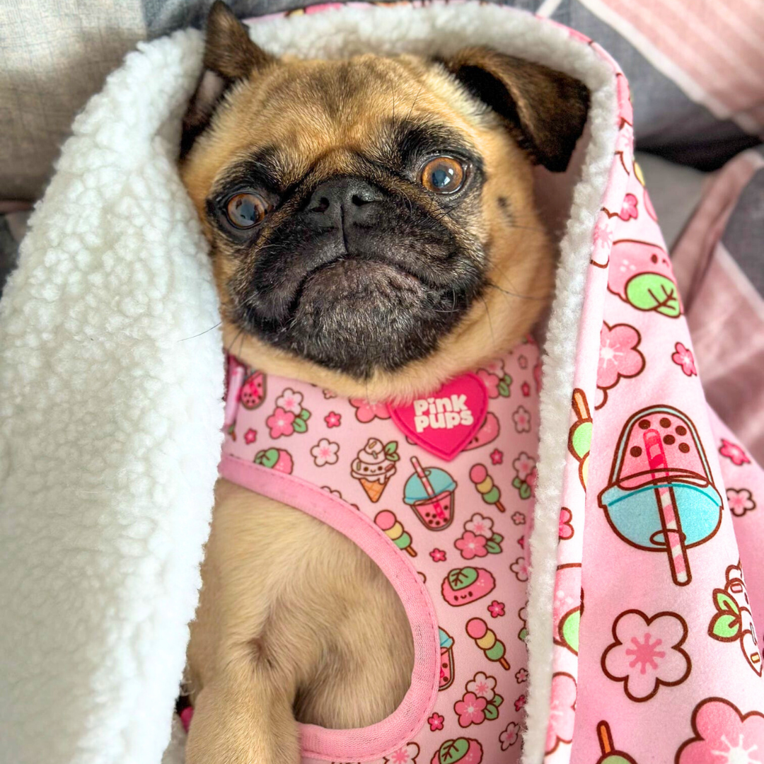Cherry Blossom Dog Harness