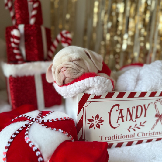 Winter Berry Plush Blanket: Pre-Order